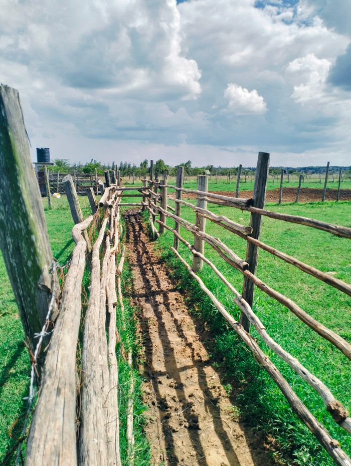 A scenic dirt path bounded by rustic wooden fences on a sunny day.
